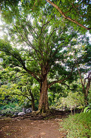 Iao Valley State Park-5