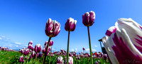 04-08 Tulips and Kites TIFFs--3a