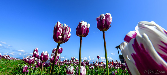 04-08 Tulips and Kites TIFFs--3a