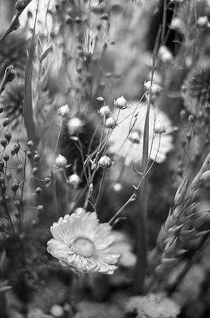 Pike Place Flora Sampling-10