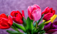 Multi-color Tulips--6