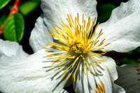 05-20 Clematis & Rhododendron TIFFs--8