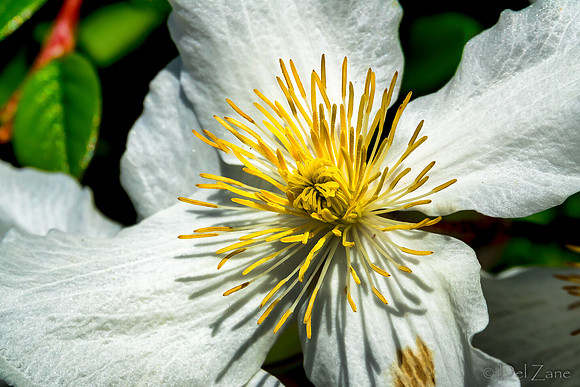 05-20 Clematis & Rhododendron TIFFs--8