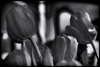 03-10 Night Time Tulips--4