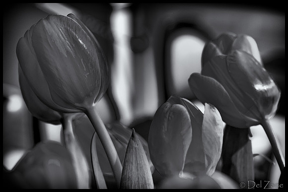 03-10 Night Time Tulips--4