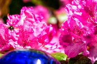 05-20 Clematis & Rhododendron TIFFs--16