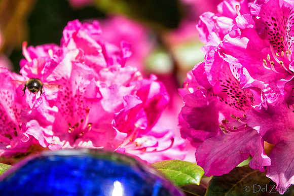05-20 Clematis & Rhododendron TIFFs--16