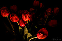 03-10 Night Time Tulips--7