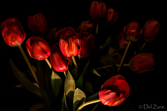 03-10 Night Time Tulips--7