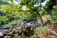 Iao Valley State Park-6