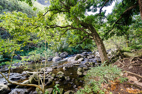 Iao Valley State Park-6