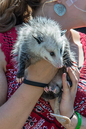 07-20 Misc Animals_reptiles--4