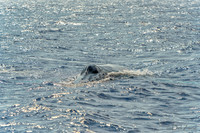 01-28 Whales TIFFS--7