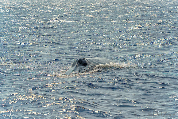 01-28 Whales TIFFS--7