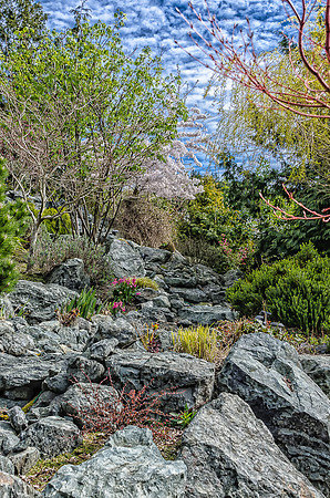 Early Spring Blooms-27