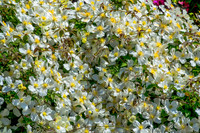 05-20 Clematis & Rhododendron TIFFs--9