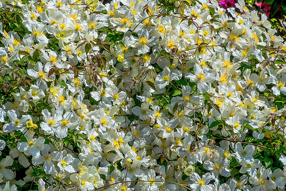 05-20 Clematis & Rhododendron TIFFs--9
