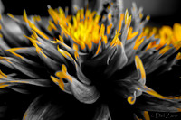 09-19 Colorized Bouquet Bokeh-0312