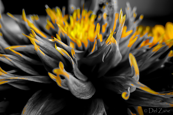 09-19 Colorized Bouquet Bokeh-0312
