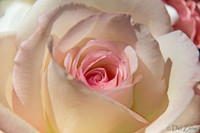 05-03 Macro All 28-300mm D600 Bouquet--6