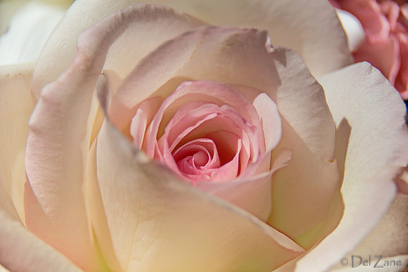05-03 Macro All 28-300mm D600 Bouquet--6