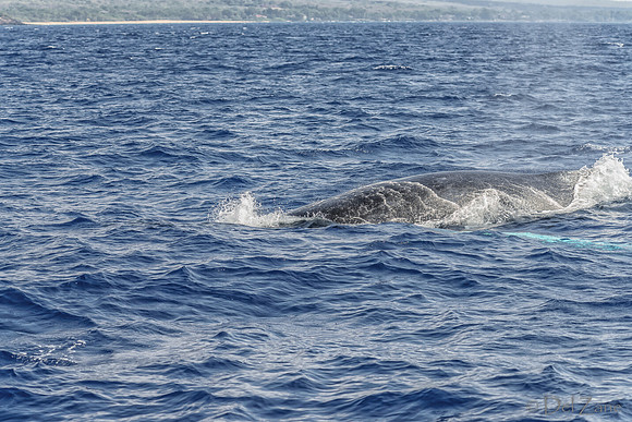 01-28 Whales TIFFS--38