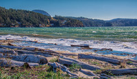 Burrows Bay Seagulls