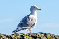 03-24 HamBone Seagull-1