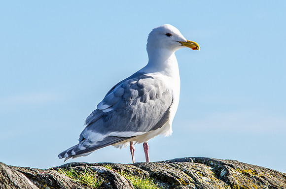 03-24 HamBone Seagull-1