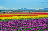 04-02 Tulip Town Redux TIFFs-2-24