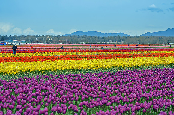 04-02 Tulip Town Redux TIFFs-2-24