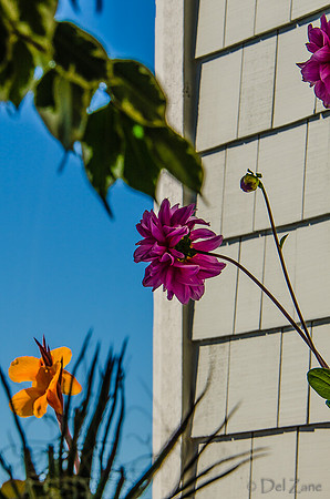 09-17 Cannas and Dahlias-21