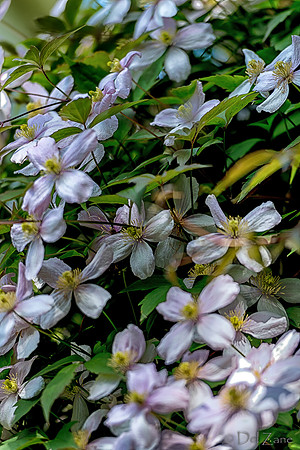 Mother's Day Garden Walk--22
