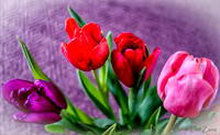 Multi-color Tulips--2