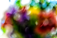 06-19 Flowers--6