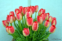 04-02 Tulip Town Redux TIFFs-2-3