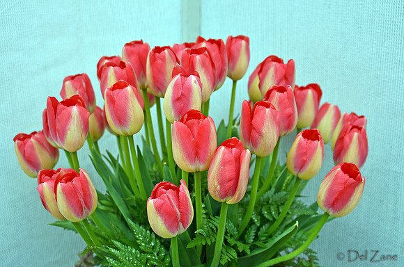 04-02 Tulip Town Redux TIFFs-2-3