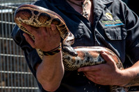 07-20 Snakes--7