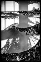 07-14 Tree Shadows-2