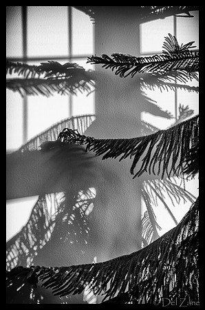 07-14 Tree Shadows-2
