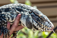 07-20 Gila Monster--9