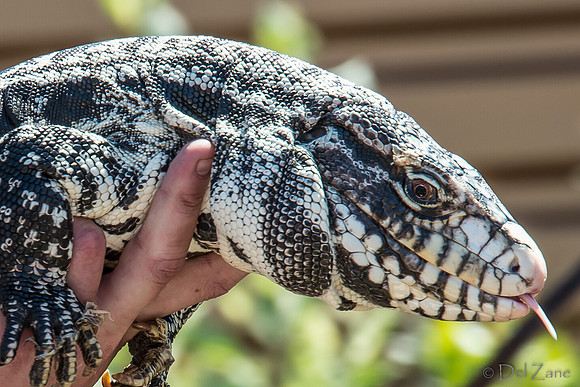07-20 Gila Monster--9