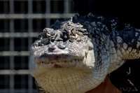 07-20 Alligator--6
