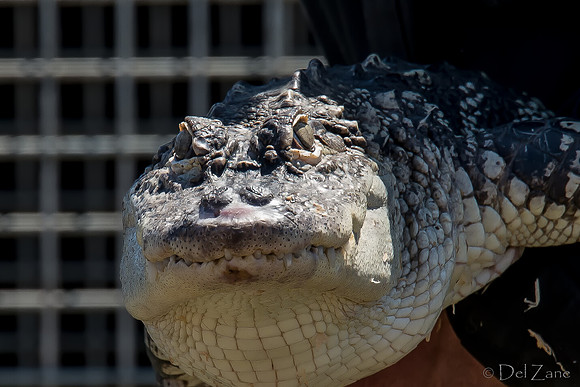 07-20 Alligator--6