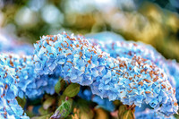 06-24 Hydrangea Sunset Bokeh TIFFs--8