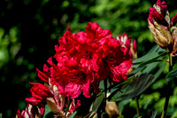 Mother's Day Garden Walk--4