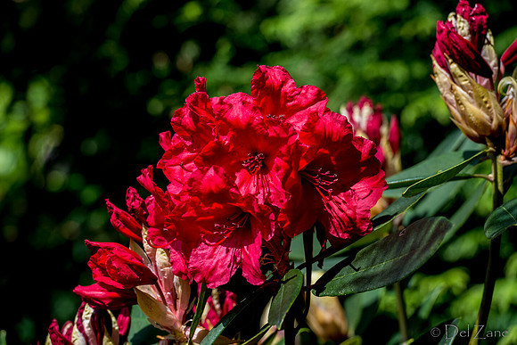 Mother's Day Garden Walk--4