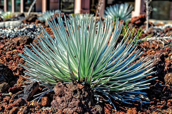 01-17 Haleakala Revisited-2-4