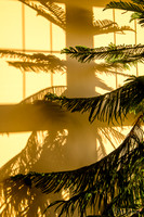 07-14 Tree Shadows-6