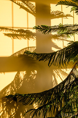 07-14 Tree Shadows-6